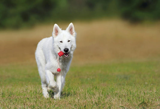 Unleashing Energy: The Benefits of Active Dog Training and Toys