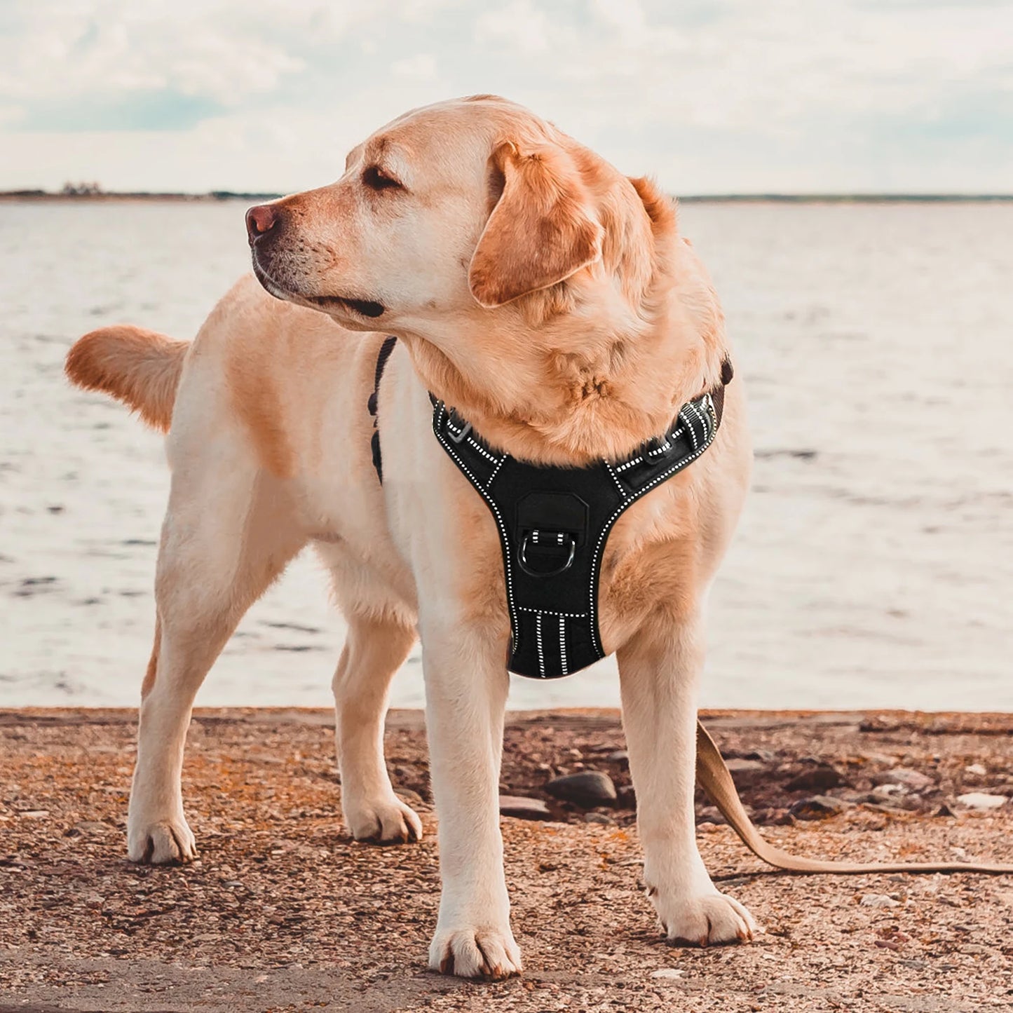 Easy Control Adjustable Reflective Nylon Dog Vest Harness with 2 Metal Leash Hooks