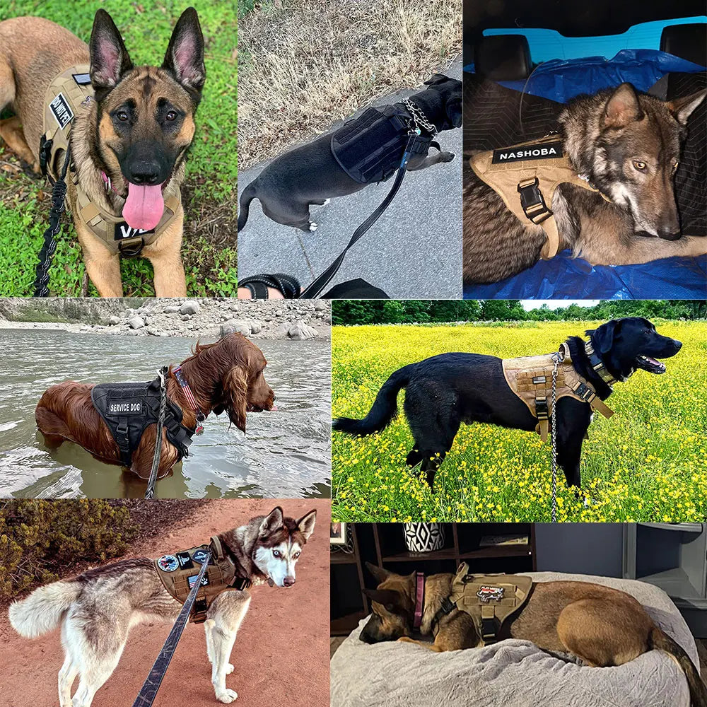 Dog Harness And Leash Set For Medium to Large Dogs