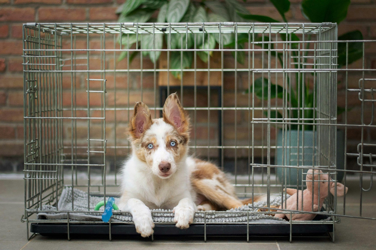 Dog Crates & Kennels