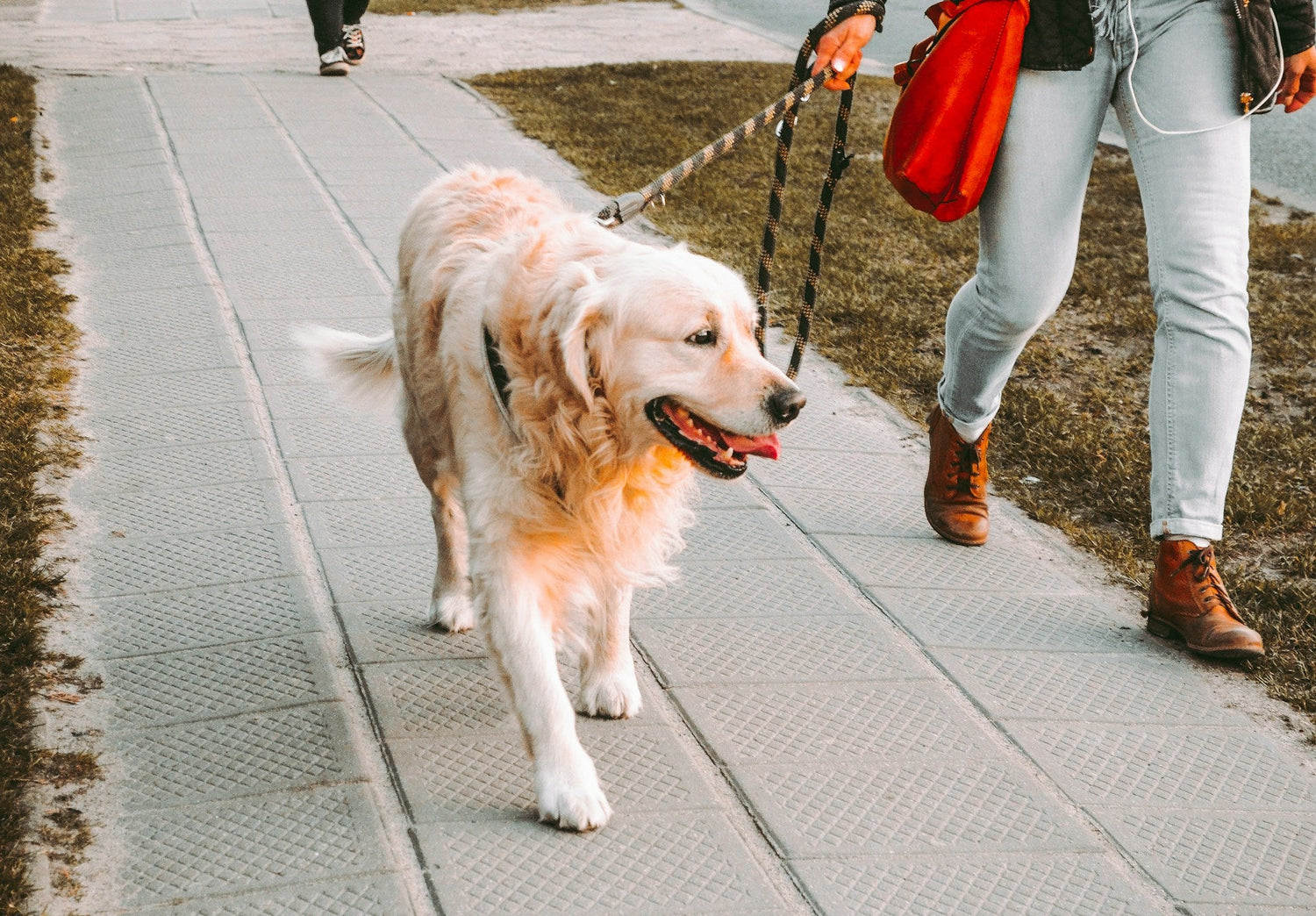 Leashes & Harnesses