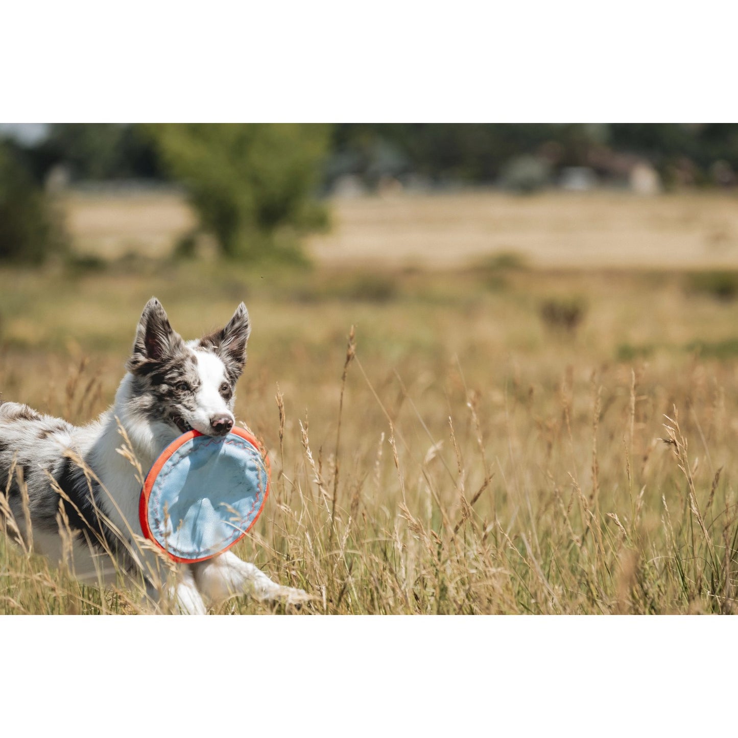 1pc Dog Flying Disc Toy 10.25" for Dogs 60-100 lbs water friendly